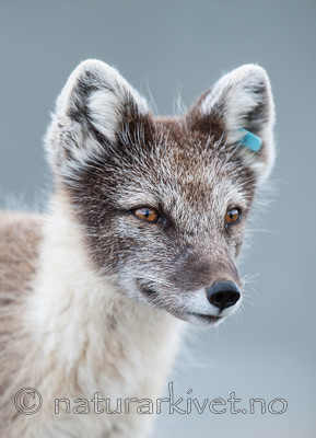 BB 13 0094 / Vulpes lagopus / Fjellrev